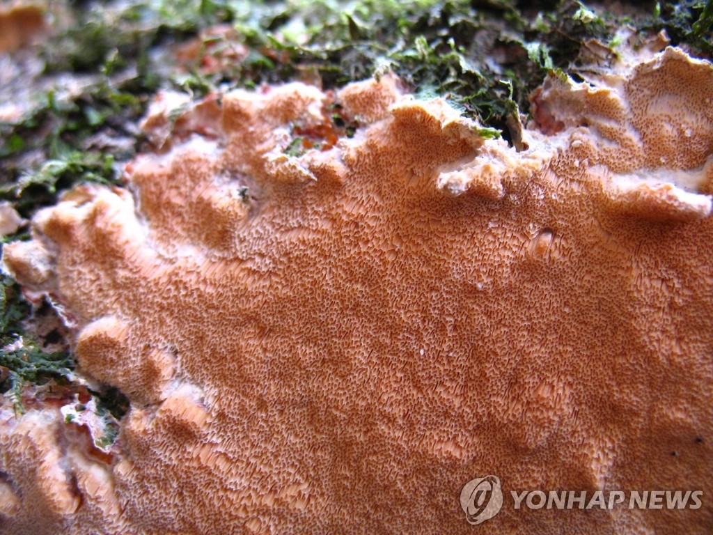 신종 주홍털구름버섯 자실체 사진