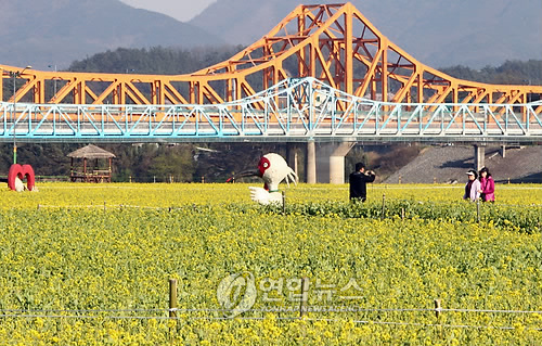 낙동강변 유채꽃 천지