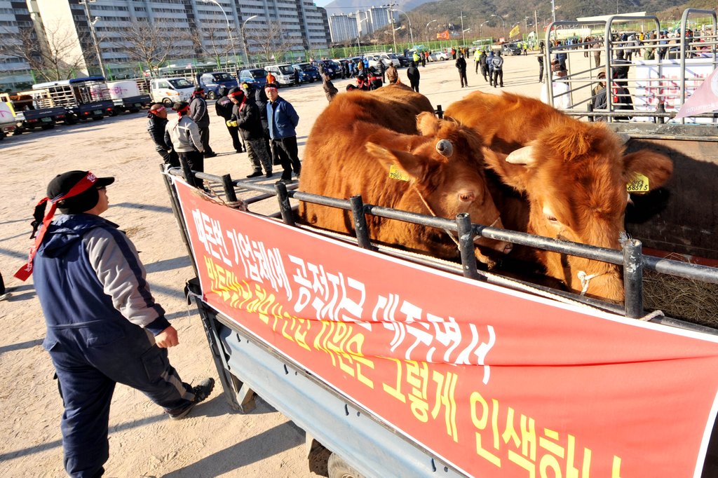붉은 머리띠 맨 축산농민