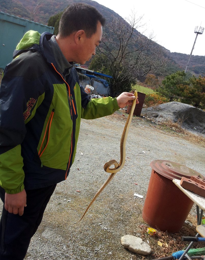 서산서 발견된 멸종위기 야생동물 '황구렁이'