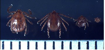 국내에 서식하는 '작은소참진드기'의 형태. 왼쪽부터 암컷, 수컷, 약충, 유충. (연합뉴스 자료사진)