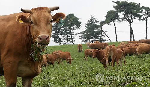 한우