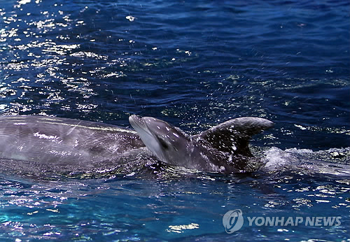 2014년 3월 폐사한 새끼 돌고래