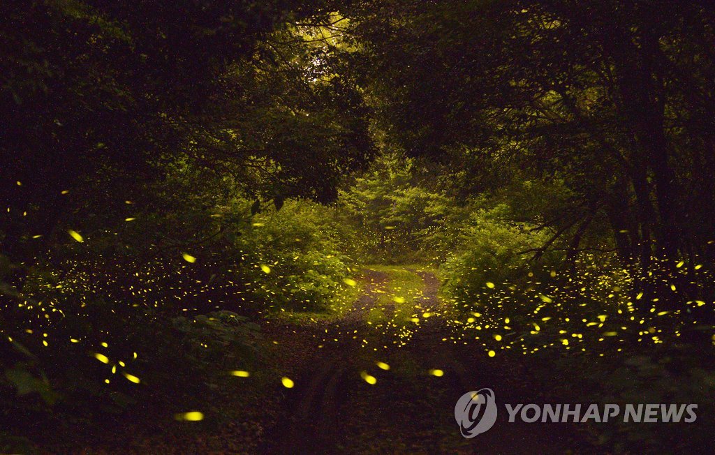 제주 청수곶자왈 '반딧불이 쇼'