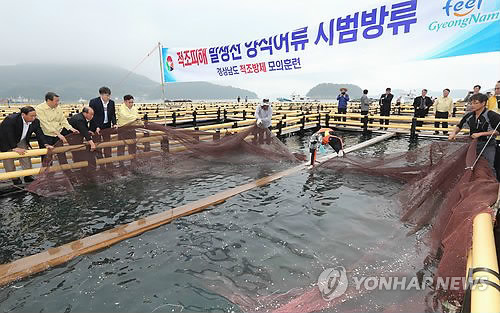 "적조 발생 전 양식어류 시범방류 합니다"