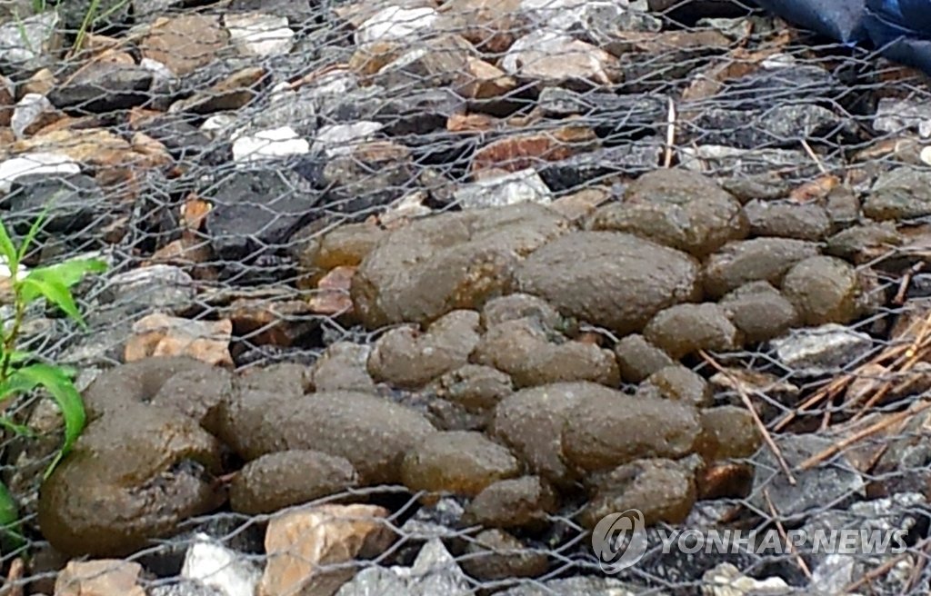 큰빗이끼벌레(연합뉴스 자료사진)
