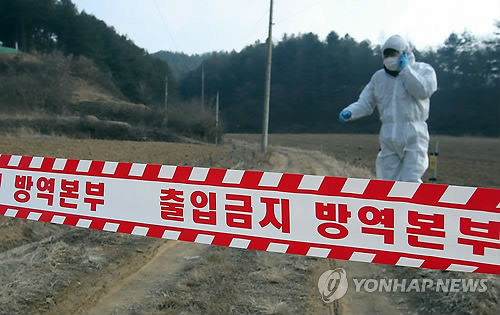 춘천서 구제역 발생지 돼지 입식…예방 살처분