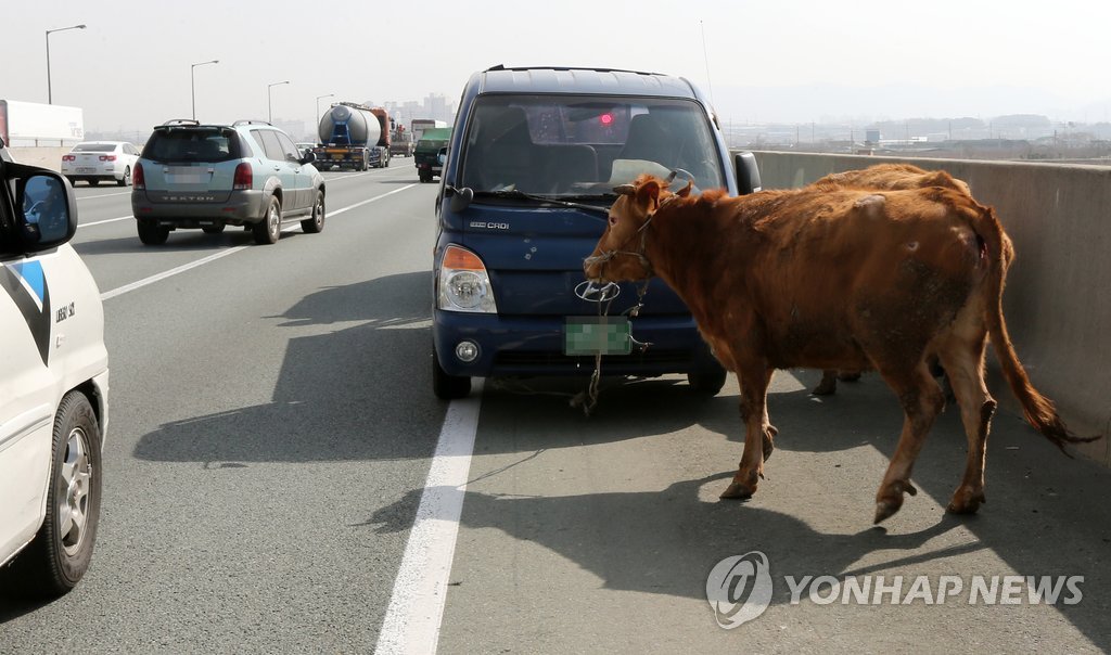 고속도로에 나타난 소
