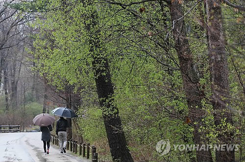 경남 봄을 재촉하는 비…13일까지 지리산 150㎜ - 1