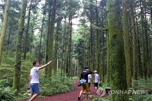 제주 숯모르편백숲길의 삼나무 숲