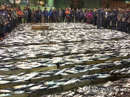부산공동어시장에서 위판되는 고등어(자료사진)