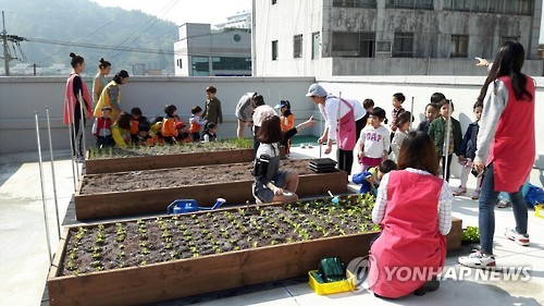 도심텃밭(연합뉴스 자료사진)