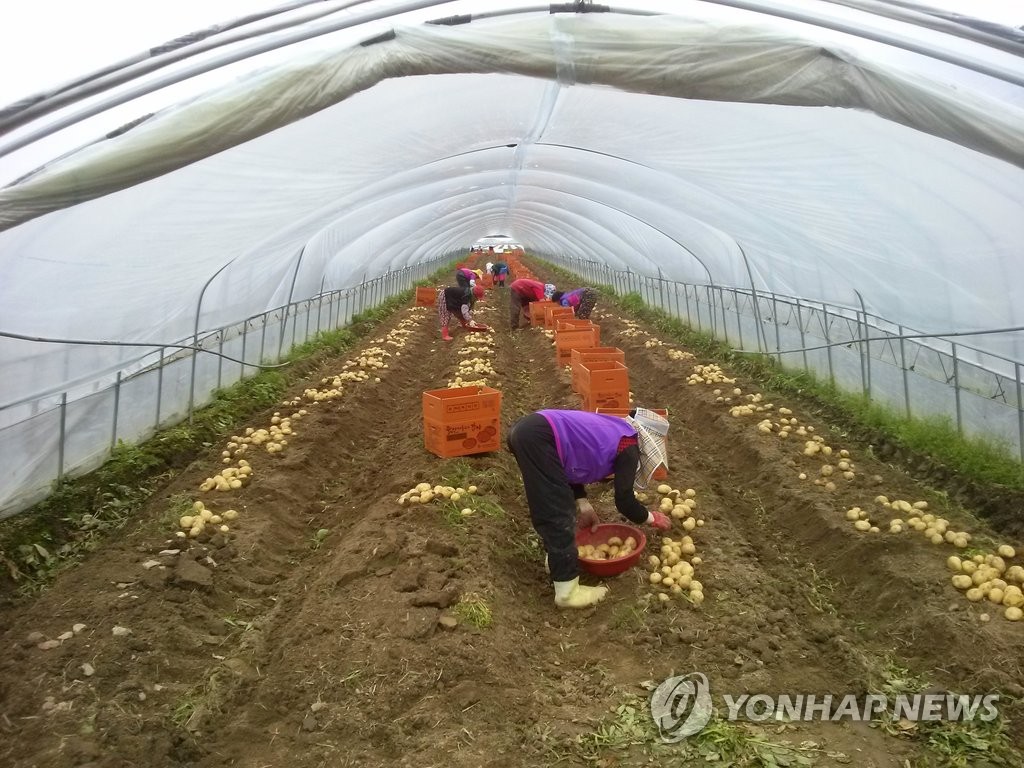 "개진감자 맛보세요"