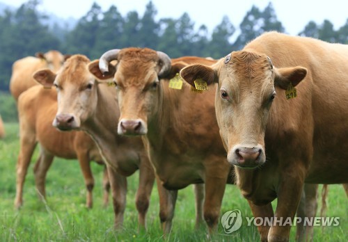제주의 한 목장에서 방목되는 한우