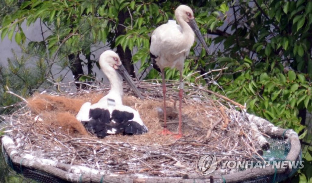 "반갑다 새끼황새야"
