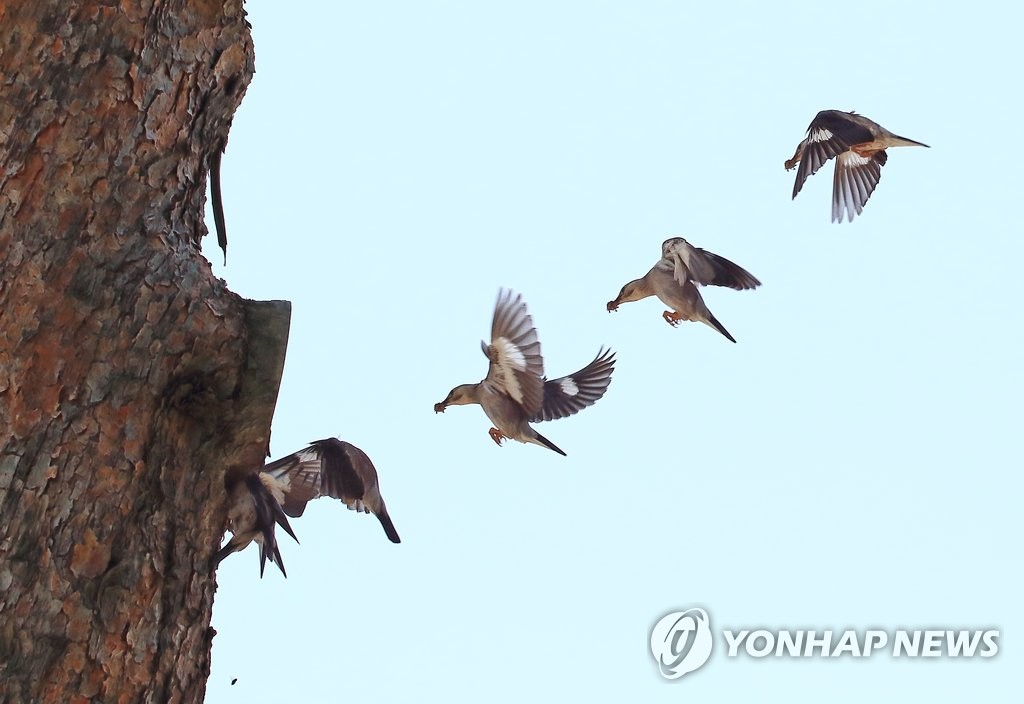 쉴 틈없는 붉은부리찌르레기