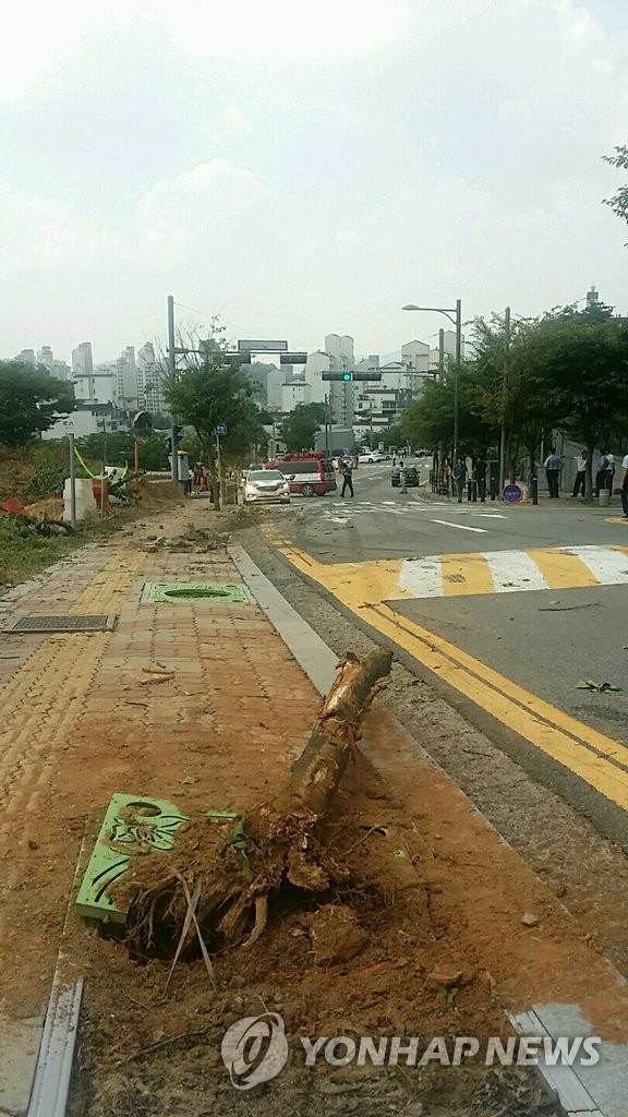용인 마을버스 사고로 넘어진 가로수