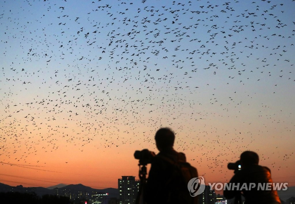 태화강 떼까마귀와 노을이 만든 풍경