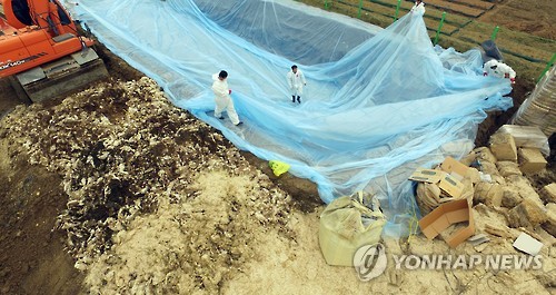 고병원성 AI 확진, 오리 살처분