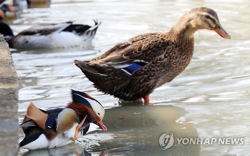 오리와 원앙의 몸집차이