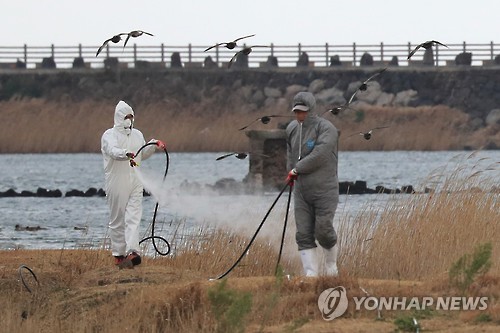 제주도 AI 방역 비상
