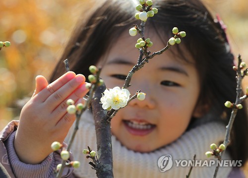설날 매화도 '활짝' 아이도 '활짝'