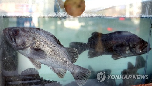 '물고기 살려'…정전 산소공급 중단