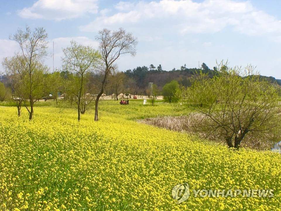 봄꽃으로 물든 순천만국가정원[연합뉴스 자료사진]