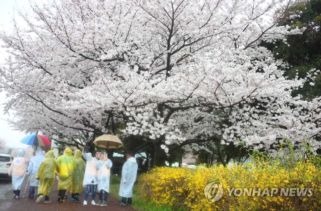 봄꽃 적시는 봄비