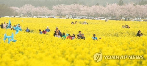 북적이는 제주유채꽃축제장