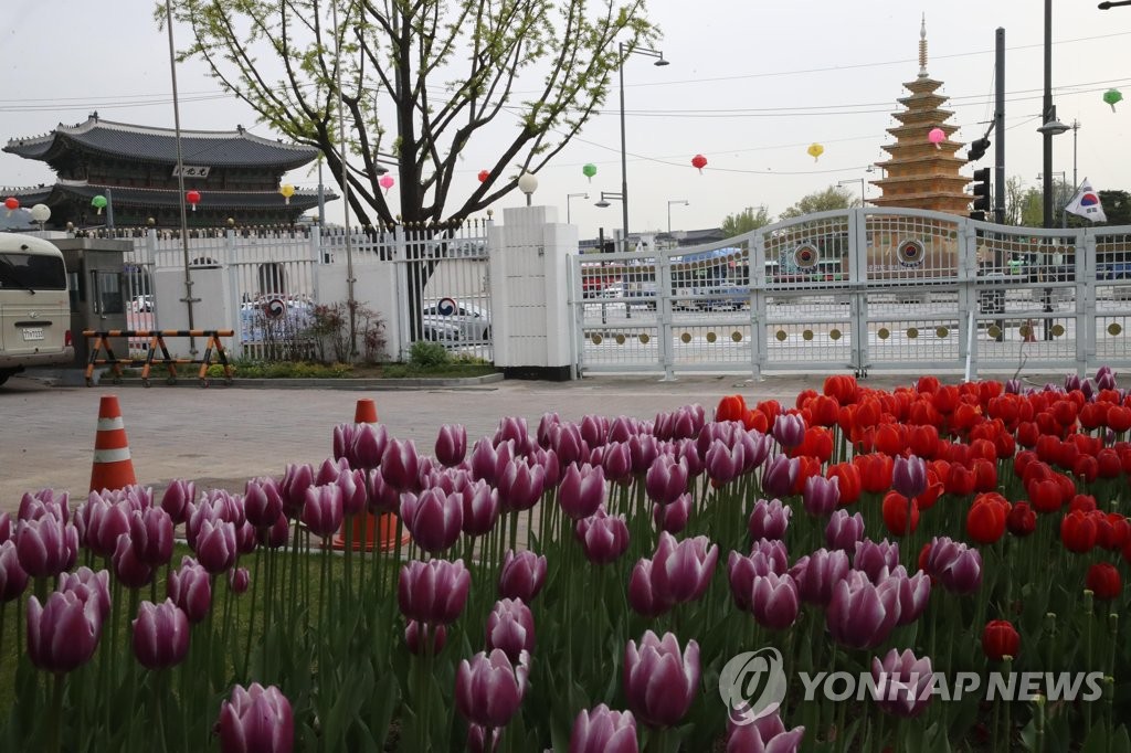정부서울청사엔 울긋불긋 튤립 한창