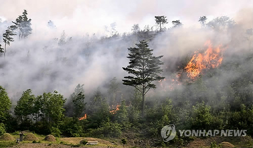 삼척 늑구리 위협하는 산불