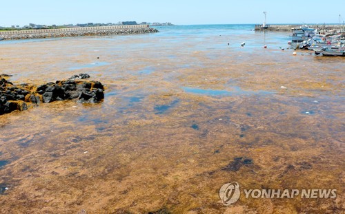 갈색으로 물든 제주 해안