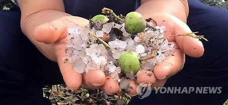 날이 지나도 녹지 않은 우박