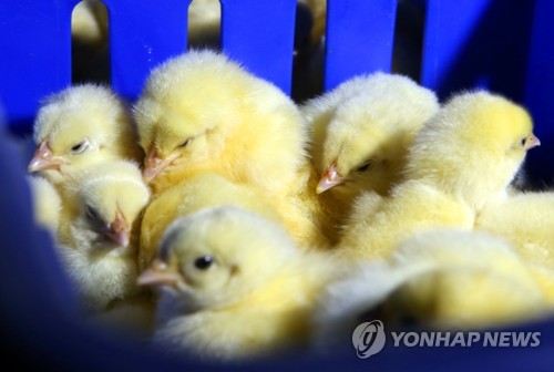 'AI 비상' 제주에 들어온 병아리들
