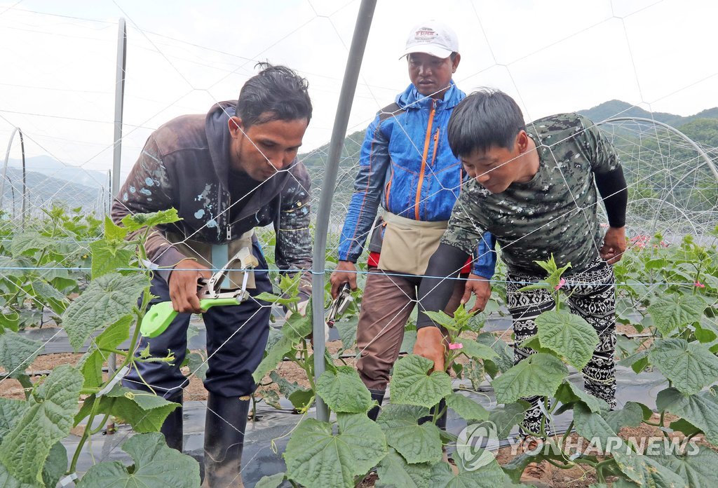 농가서 일하는 외국인 노동자