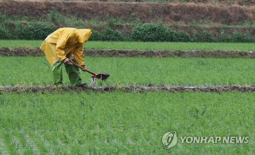 단비에 논두렁 다지는 농민