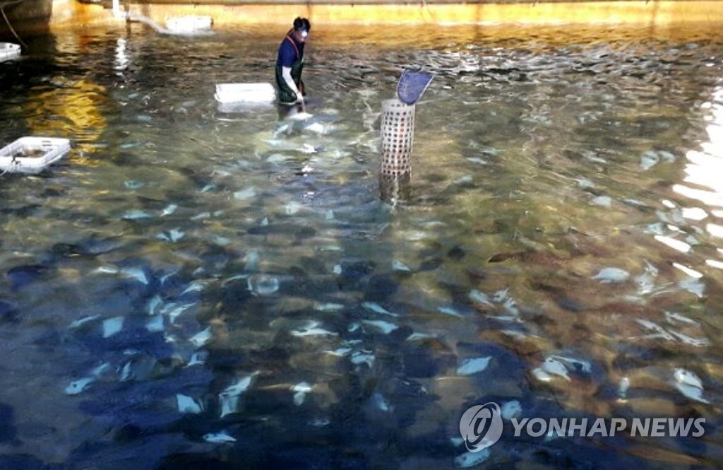 폭염에 폐사한 넙치
