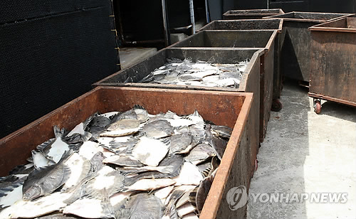죽은 도다리