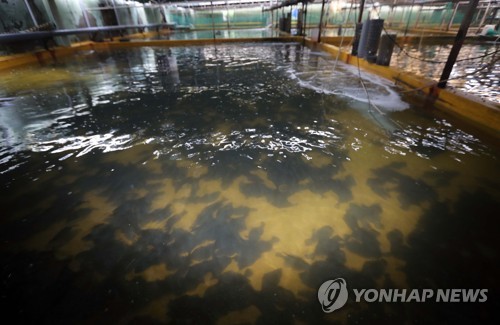 뜨거운 바다 넙치 폐사