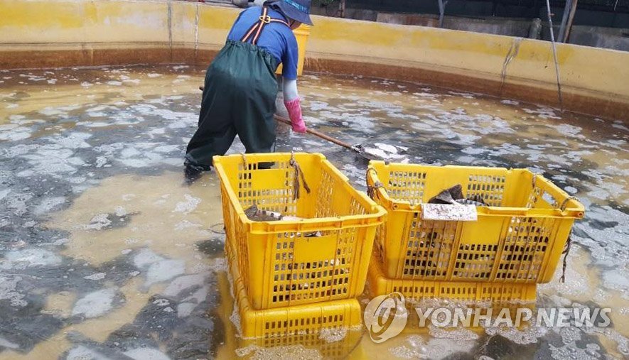 거제 양식어류 고수온 폐사