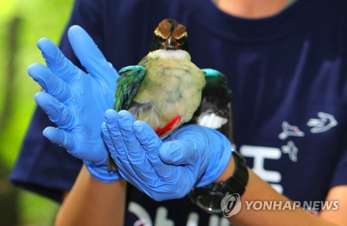 방사되는 팔색조