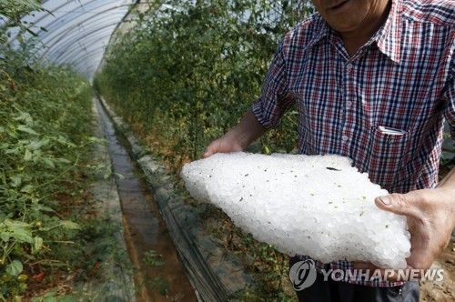 채 녹지 않은 우박