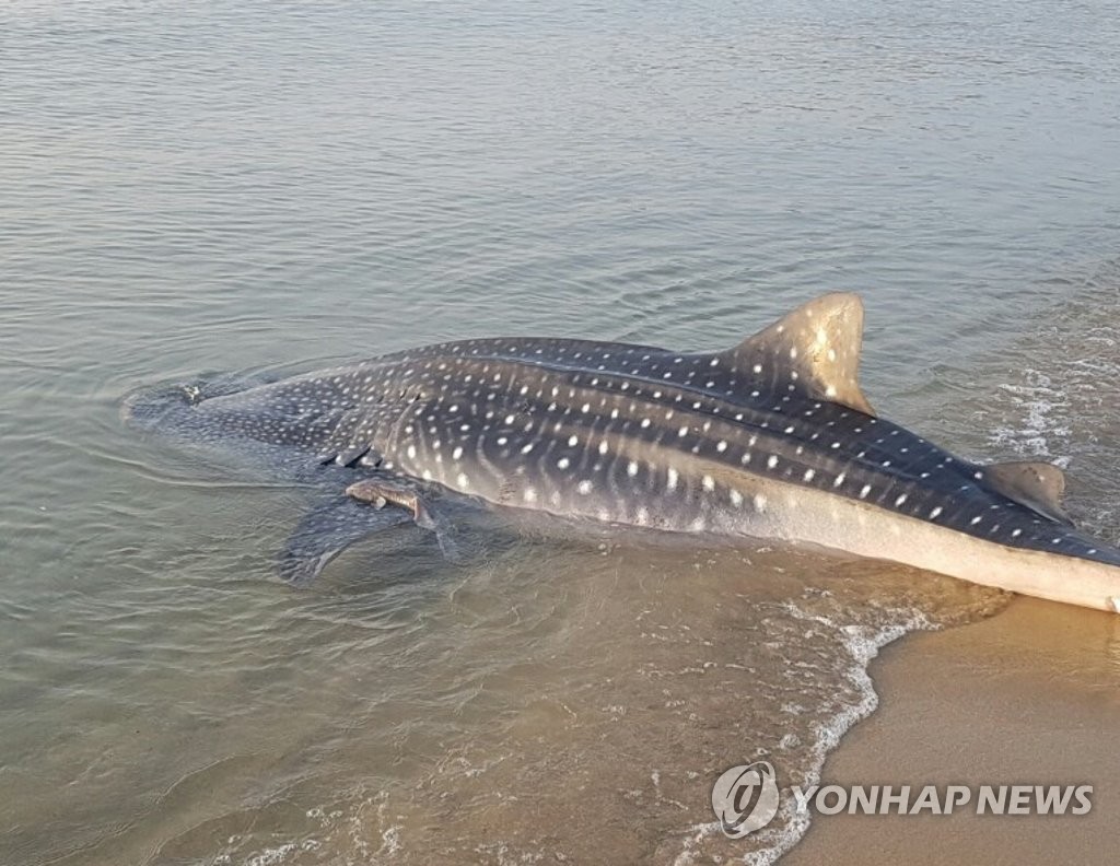 2017년 9월 경북 영덕군 해안에서 발견됐던 고래상어의 모습