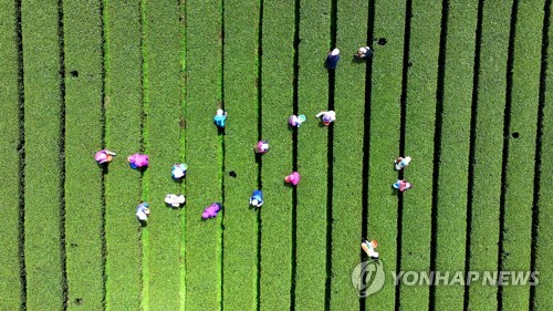 '새순 하나하나 손으로'