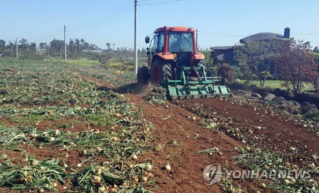 산지 폐기되는 제주산 조생양파