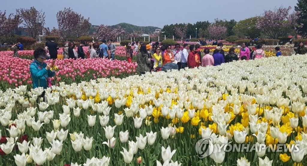 지난해 열린 태안 세계튤립축제