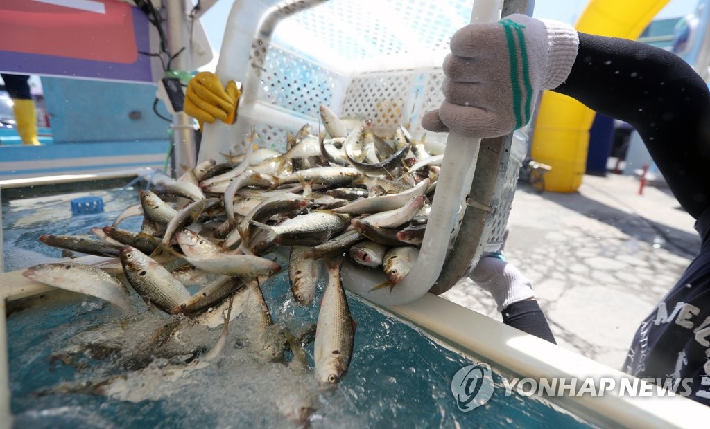 싱싱한 햇전어 "사천에서 맛보세요"