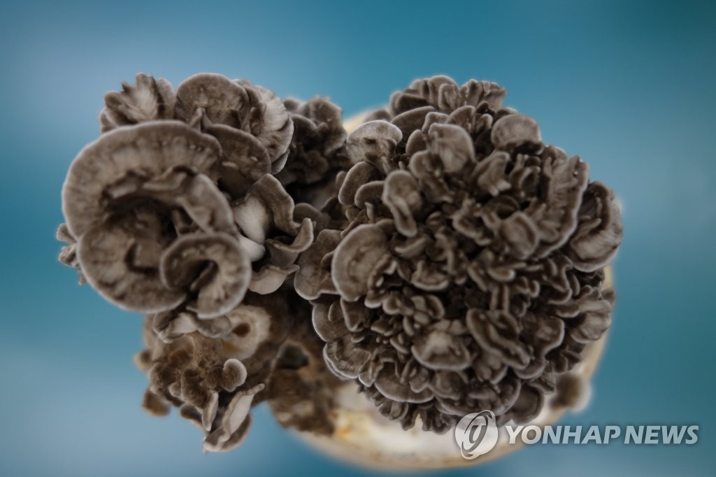 항암 효능 잎새버섯