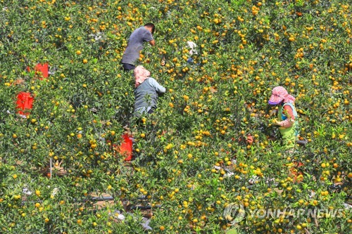 감귤 수확 자료사진